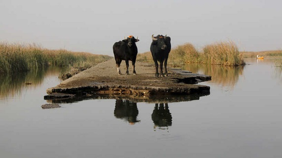  مزارعو العراق يعانون من جفاف المياه والتمويل           005