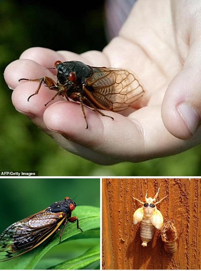  حشرة الزيز ،، او الصرناخ                                                             المهندس عادل العطار             حشرة الزيز ،، او الصرناخ ،،، او حشرة السيكادا: cicada متوسطة الحجم عالية الصخب  دورة حياتها ،،خلال ( 17 ) س Cicada