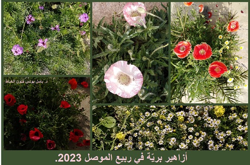 مهرجان الربيع يعود إلى أحضان أم الربيعين  : د.باسل ذنون الخياط Rbe1