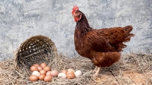 الدجاجة قبل أم البيضة؟ علماء يجيبون أخيراً عن السؤال المحير Djaj.bd