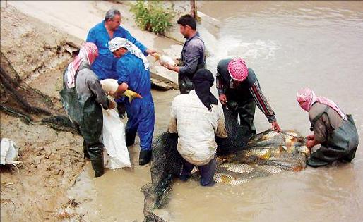  بالفيديو / السمك العراقي يسترد عرشه      Fisch.S.6