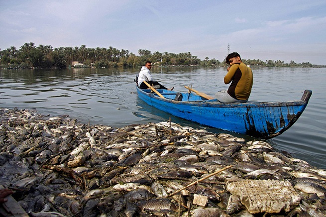 وباء فيروسي وراء نفوق آلاف الأسماك بالعراق Asmak.N