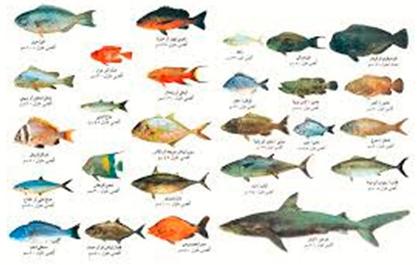  هواية صيد الأسماك أصبحت تجارتي المفضلة و المربحة : المعماري أيوب عيسى أوغنا 	 Fish.3