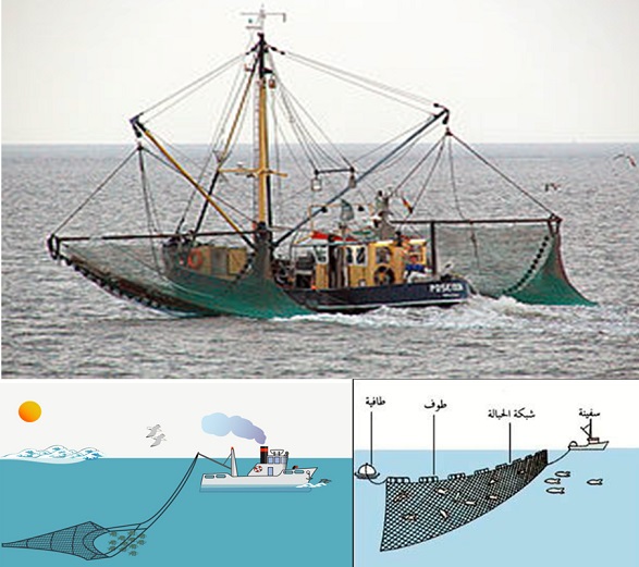 هواية صيد الأسماك أصبحت تجارتي المفضلة و المربحة : المعماري أيوب عيسى أوغنا 	 Fish.4